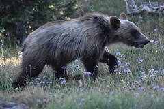 Ursus arctos horribilis