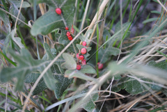 Xanthoteras eburneum