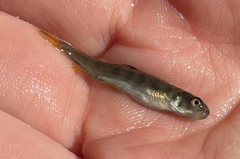 Salvelinus confluentus