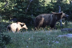Ursus arctos horribilis