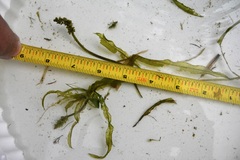 Potamogeton alpinus