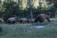 Ursus arctos horribilis