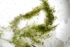 Utricularia macrorhiza