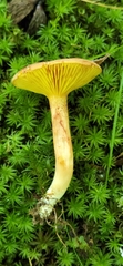 Phylloporus