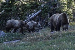 Ursus arctos horribilis
