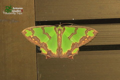 Agathia hemithearia