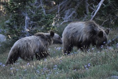Ursus arctos horribilis
