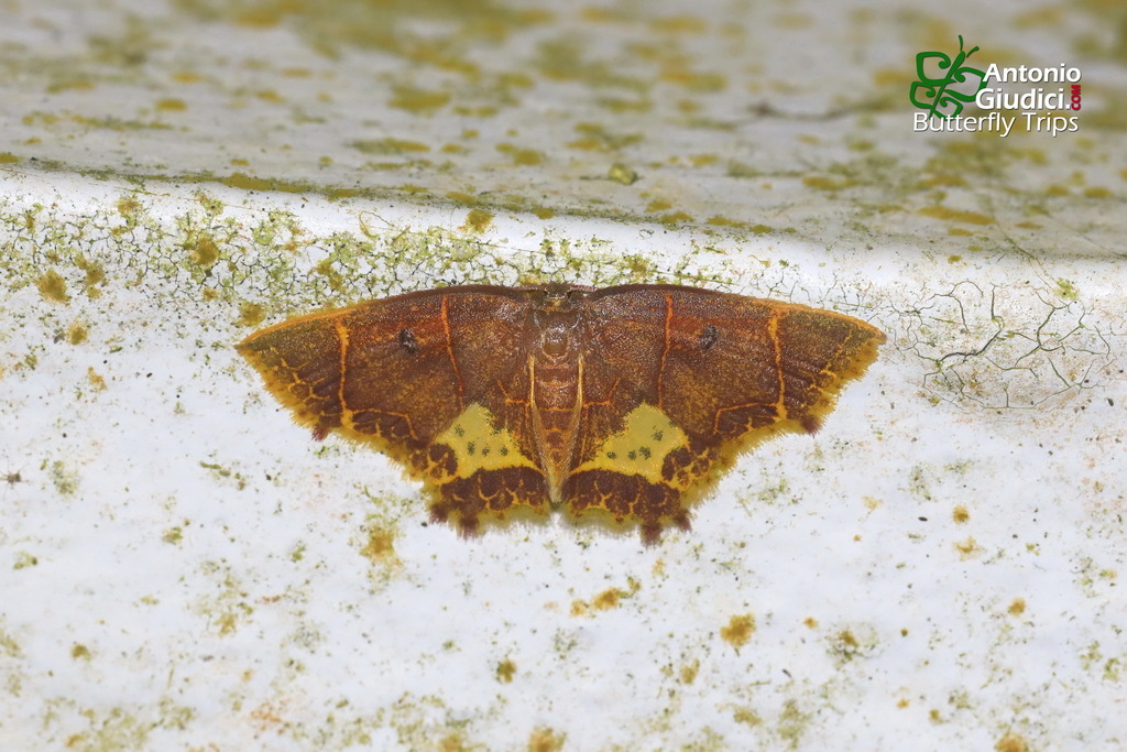 Chrysocraspeda iole