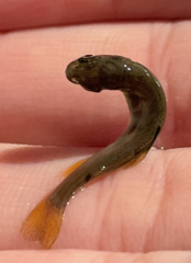 Salvelinus confluentus