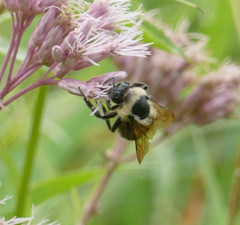 Bombus griseocollis