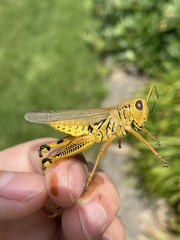 Melanoplus differentialis