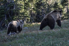 Ursus arctos horribilis