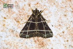 Bertula crucialis