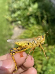 Melanoplus differentialis