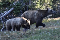 Ursus arctos horribilis