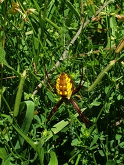 Argiope aurantia