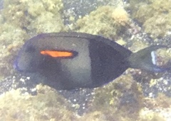 Acanthurus olivaceus
