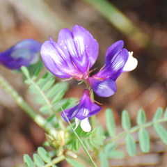 Astragalus lindheimeri