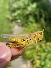 Melanoplus differentialis