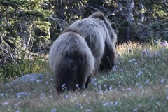Ursus arctos horribilis