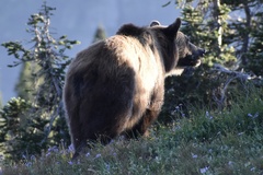 Ursus arctos horribilis