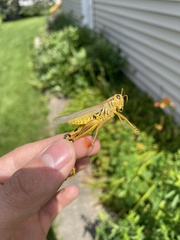 Melanoplus differentialis