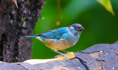 Chalcothraupis ruficervix