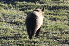Ursus arctos horribilis