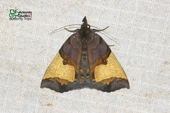 Ochrotrigona triangulifera