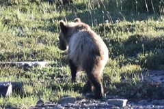 Ursus arctos horribilis