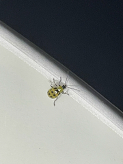 Diabrotica undecimpunctata