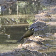 Meliphaga lewinii