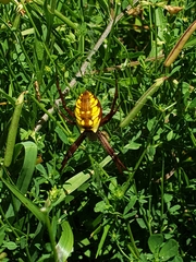 Argiope aurantia