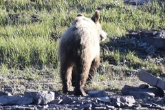 Ursus arctos horribilis