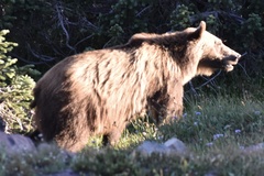 Ursus arctos horribilis