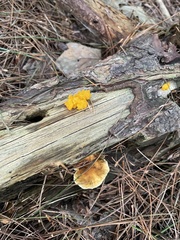 Gloeophyllum sepiarium