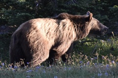 Ursus arctos horribilis
