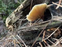 Gloeophyllum sepiarium