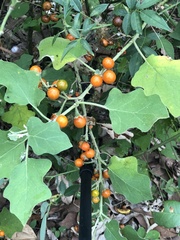 Solanum violaceum