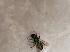Augochlora pura