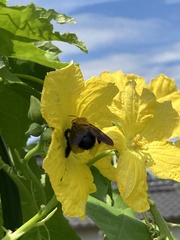 Xylocopa appendiculata circumvolans