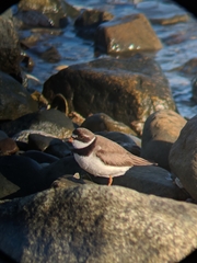 Charadrius semipalmatus