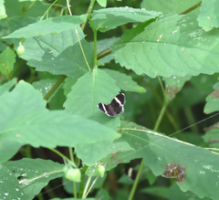 Trichodezia albovittata