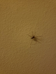Araneae