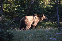 Ursus arctos horribilis