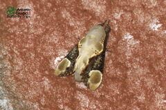 Formofentonia orbifer