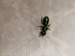 Augochlora pura