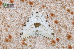 Lymantria brunneiplaga