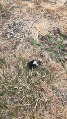 Bombus vosnesenskii