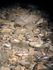 Charadrius semipalmatus